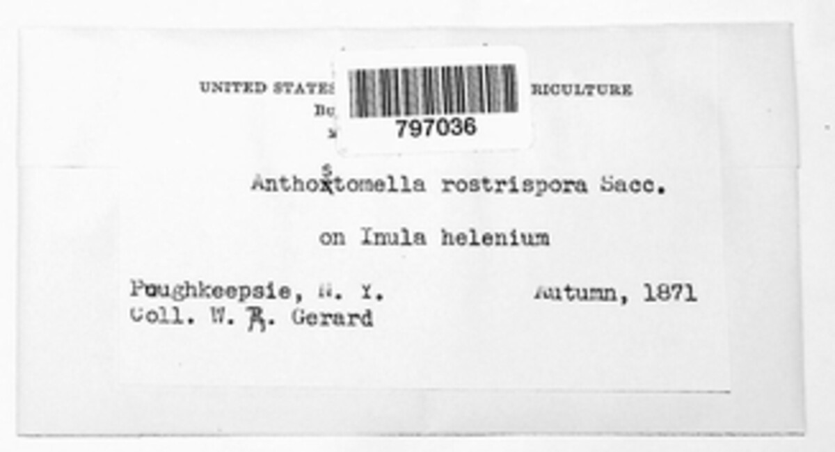 Hypoxylon rostrisporum image